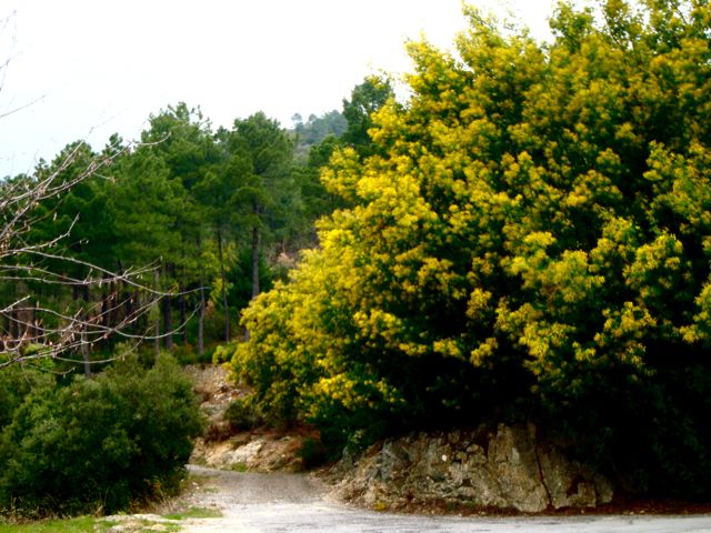 [St+Pierre+Signal_2.jpg]