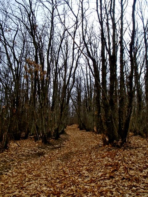 [St+Pierre+Signal_3.jpg]