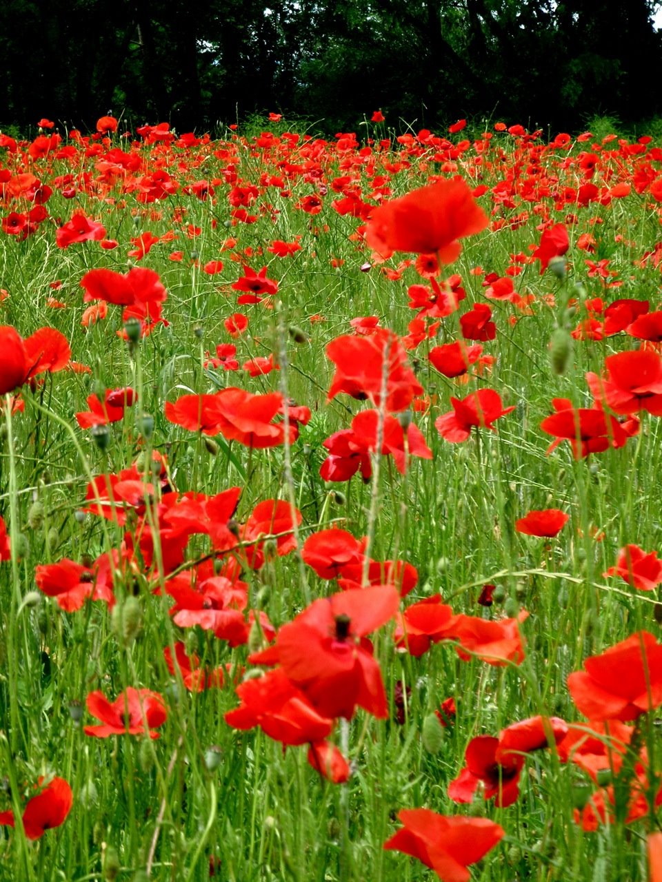 [coquelicots7.jpg]