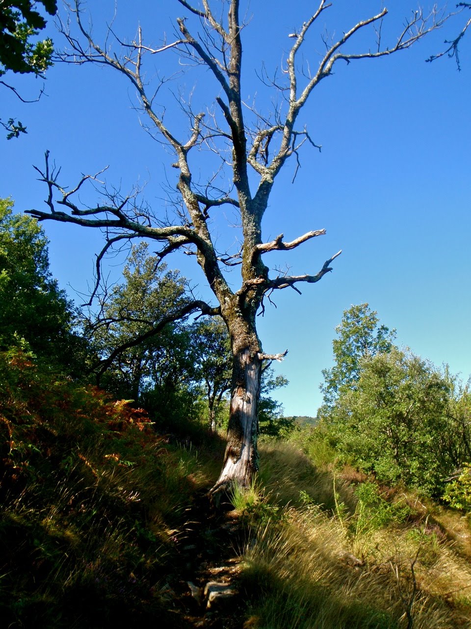 [Vallborgnsol05.jpg]