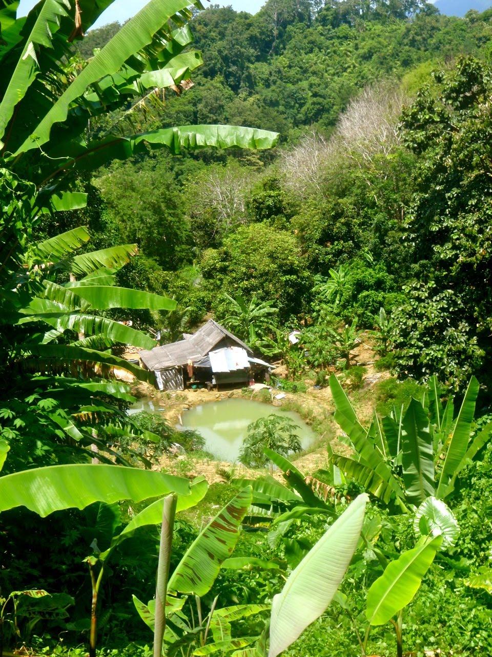 [Phuket_jungle13.jpg]