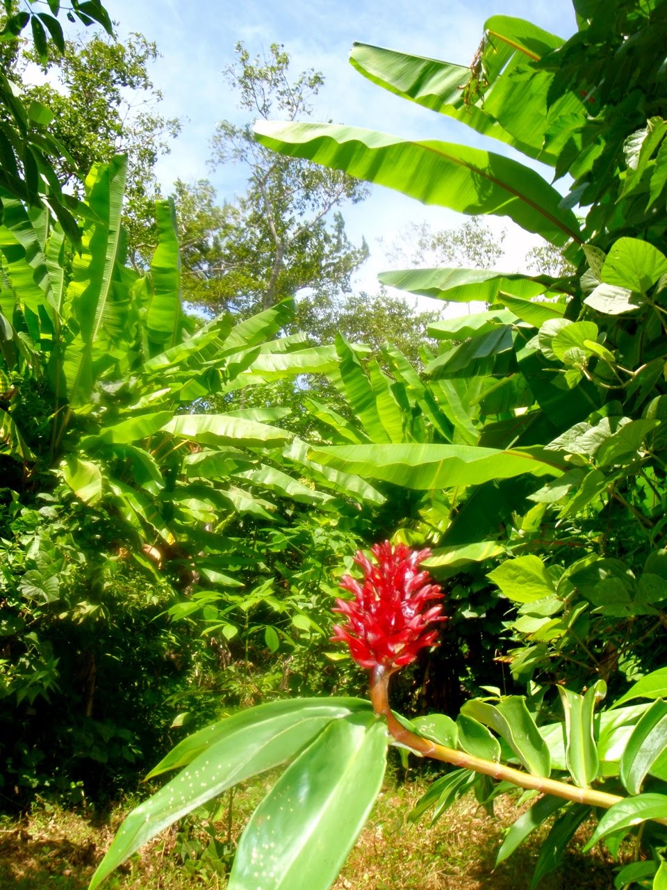 [Phuket_jungle09.jpg]