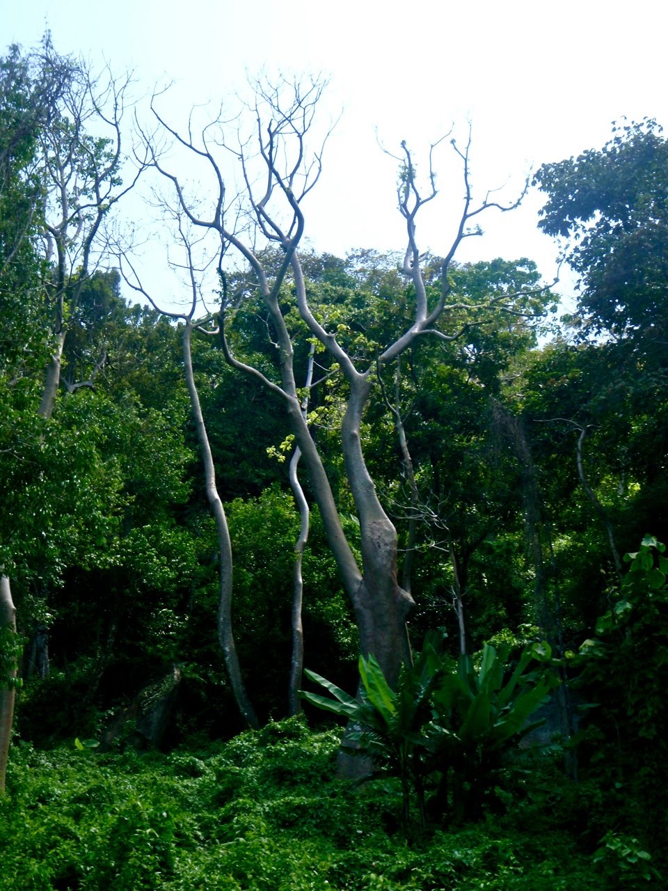 [Phuket_jungle14.jpg]