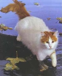 Mis Animalitos Razas De Gatos Van Turco El Gato Al Que Gustaba Nadar