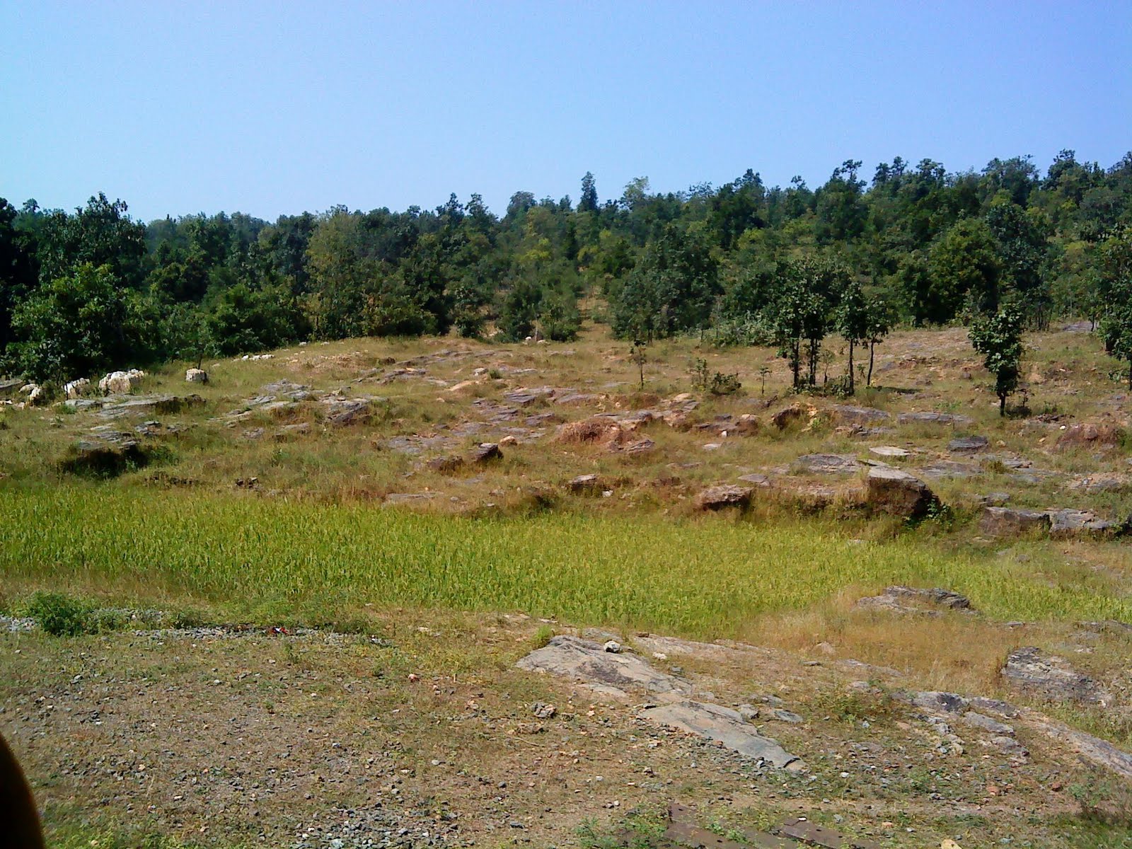 [fACE+OF+DEFORESTATION+4.JPG]