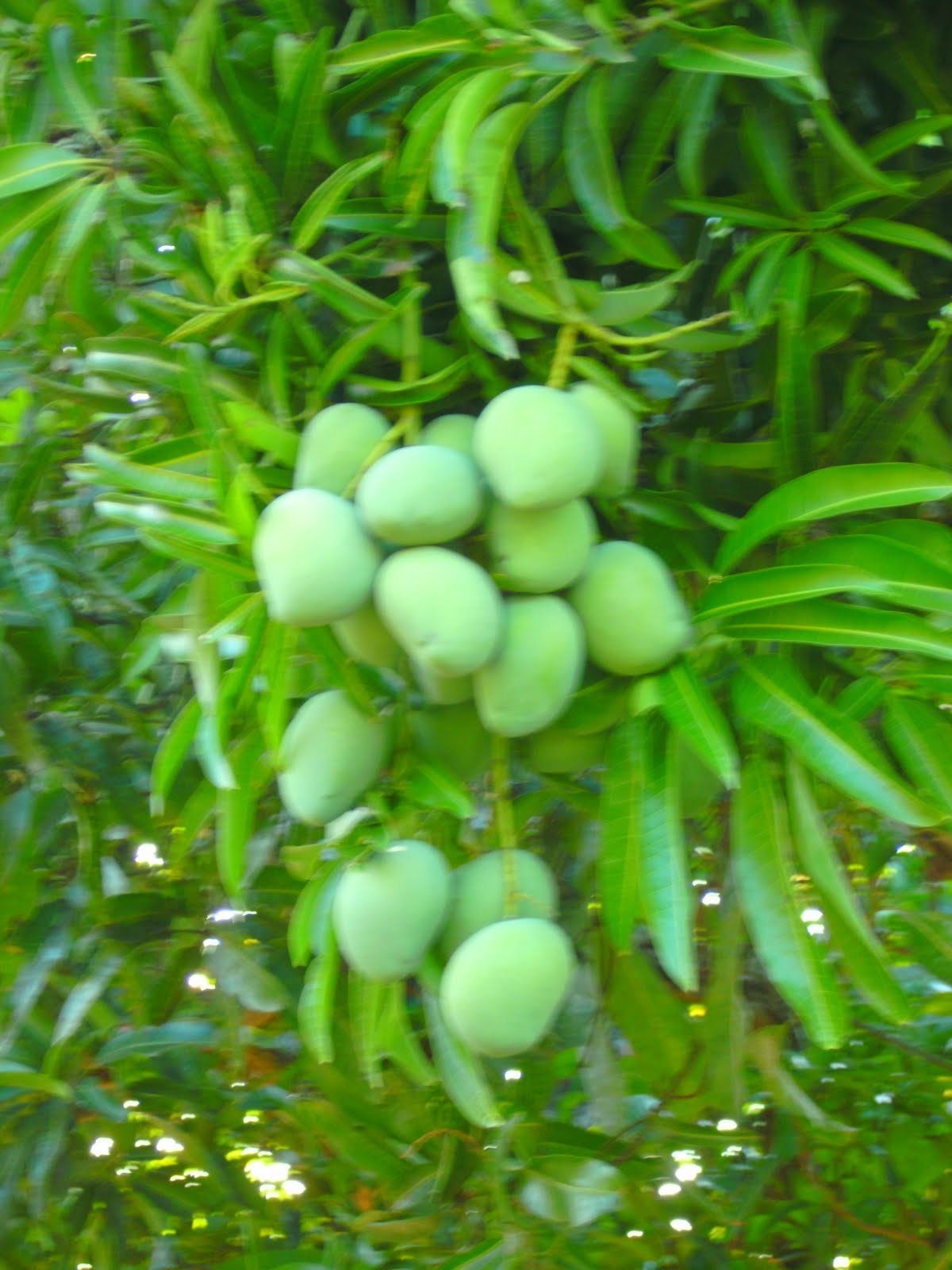 The Captivated Life Indian Mangoes Mangifera indica