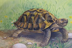 Tortue d' Hermann