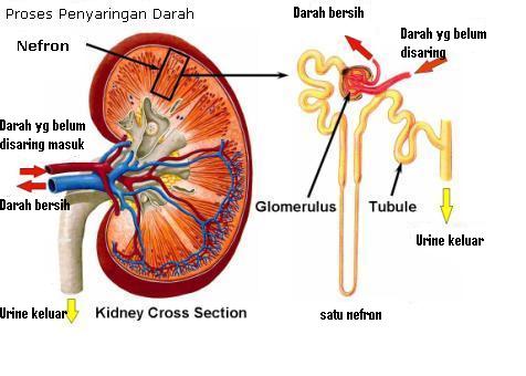The Another Stories Apa Sih Ginjal