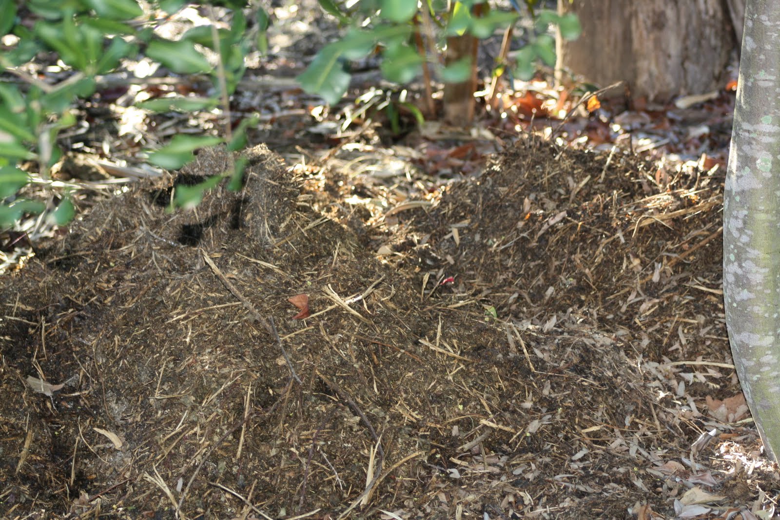 Tropical Rainforest Soil In The Tropical Rainforest