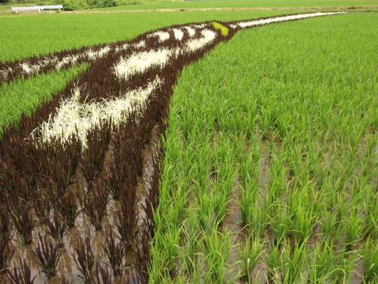 rice-field-close-up-3.jpg