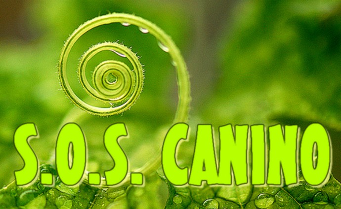 SOS CANINO