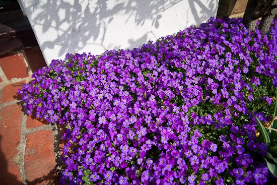 Aubrieta Plant