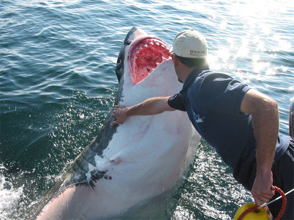 Images Best Shark Attack