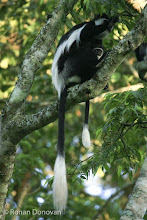 Black-and-White Colobus Mother and Infant