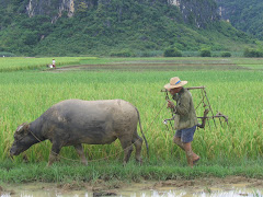 Farmer in rice field