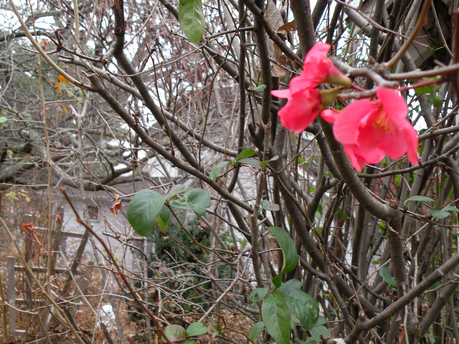 Elephant S Eye Winter Sun And Japanese Flowering Quince