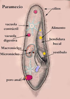 Protozoos Pablo Lessons Tes Teach