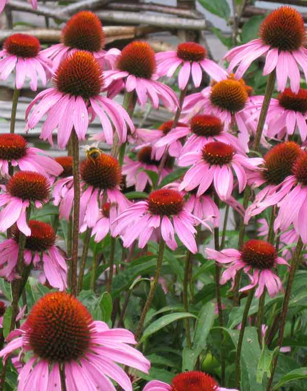 Hidden Witch Elderberry Echinacea Syrup