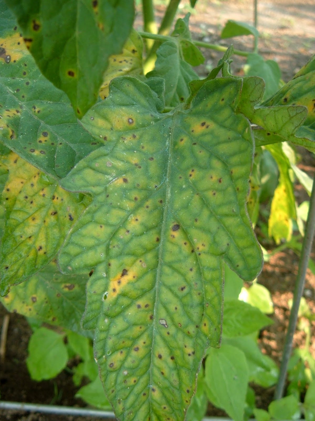tomato plant leaf