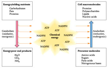 Difference between anabolic and catabolic chemical reactions