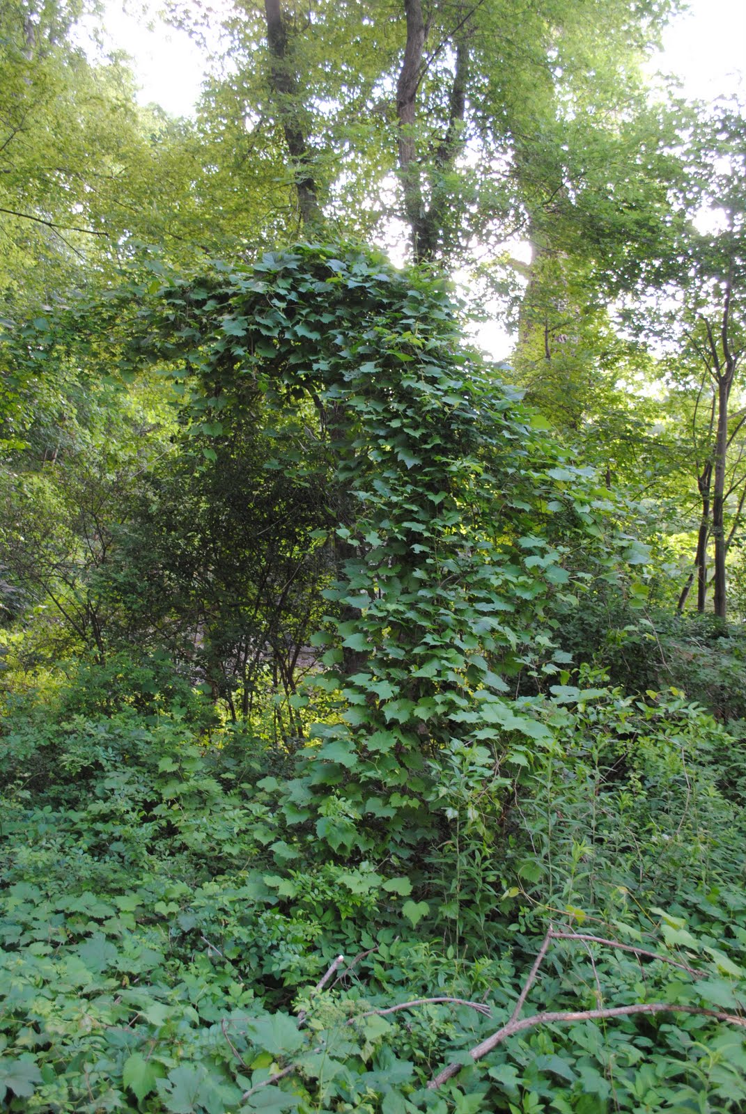 Creative Homesteading Wild Grape Leaves