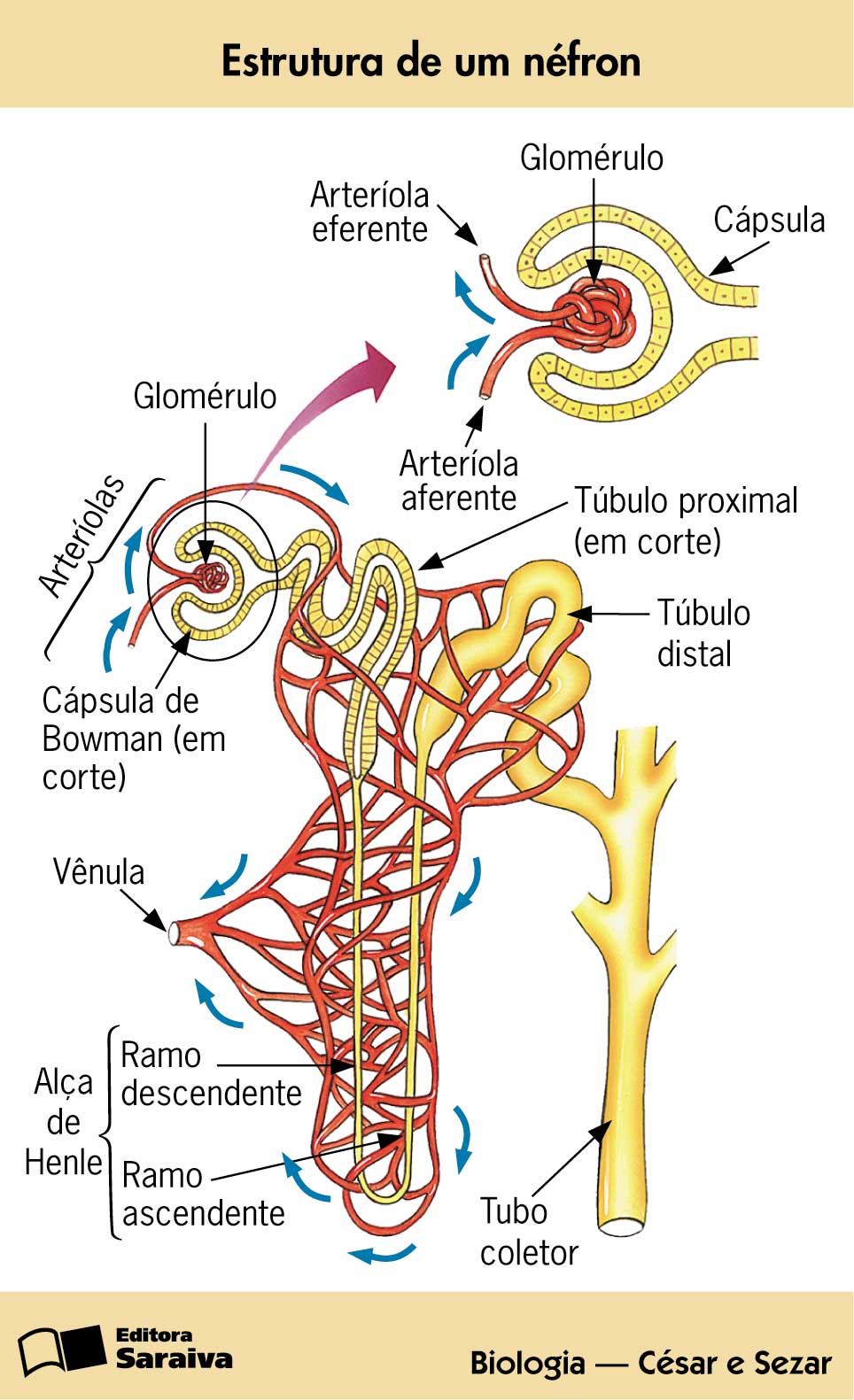 BIOMEDICINA PARA TODOS: SISTEMA URINÁRIO : FISIOLOGIA DO NÉFRON