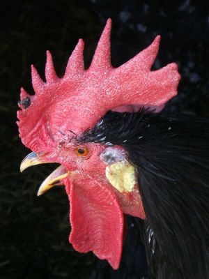 [chicken-rooster1.jpg]