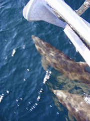 Dolphins in our bow wake