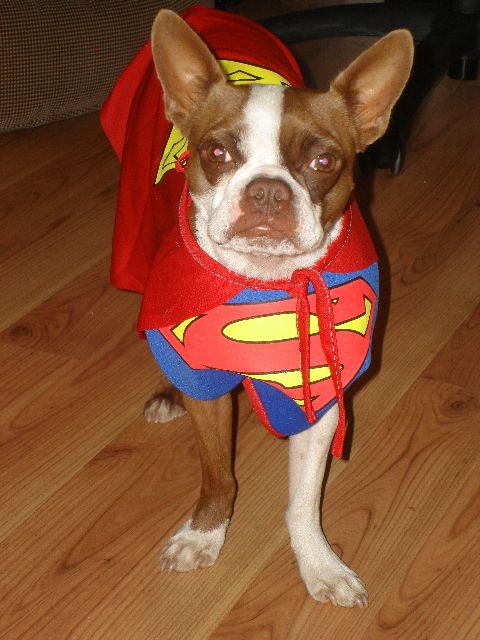 Yep that's right..my dog is "Super Man"....I mean "Super Dog!"