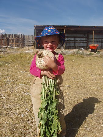 Tresize with large turnip