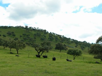 [Dehesa+andaluza.JPG]