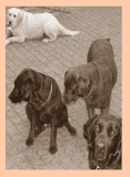 The Dogs
