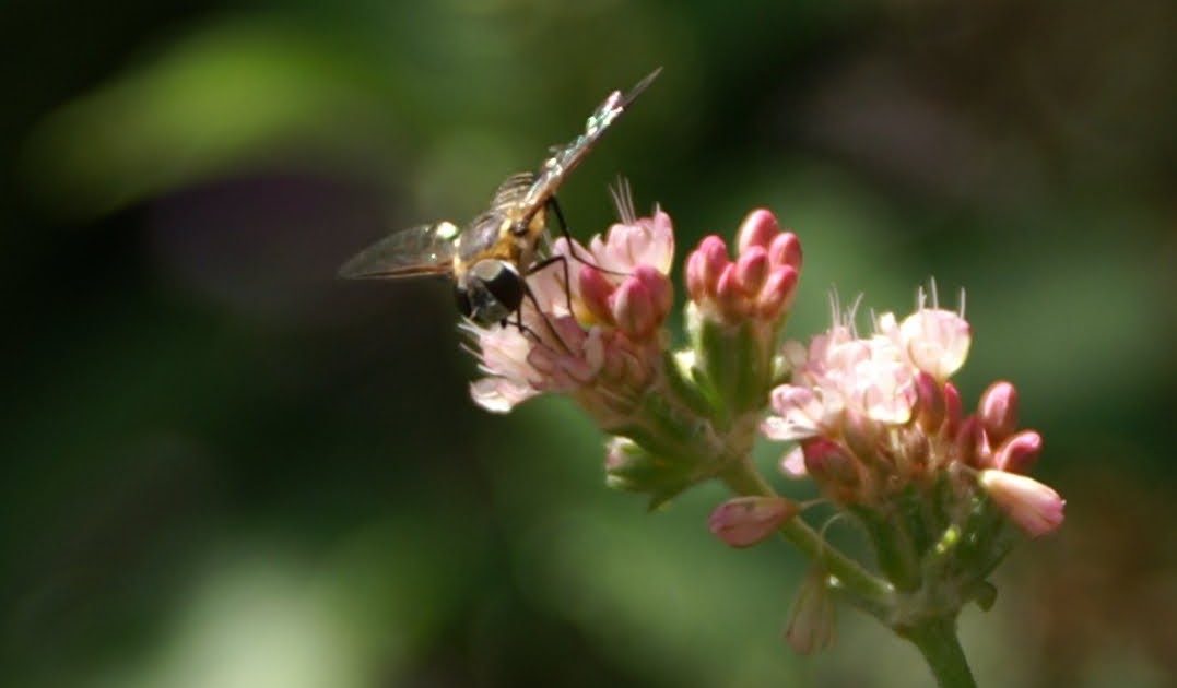 Am I Bugging You Yet? Buckwheat and the Flies it Attracts