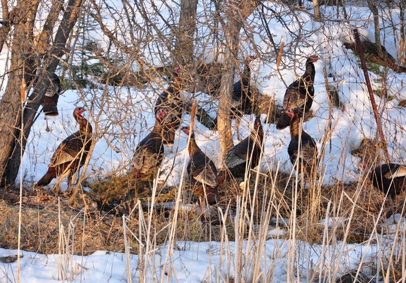 [wild+turkeys+mar+6+2010.jpg]