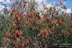 Chinese Beans Fruit When Ripe