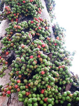 Ara Fruits (Fig Trees and Fruits)