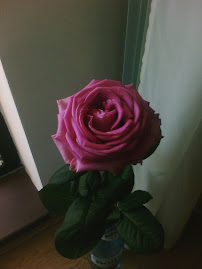 Trandafir al diminetii mele ... :) ...