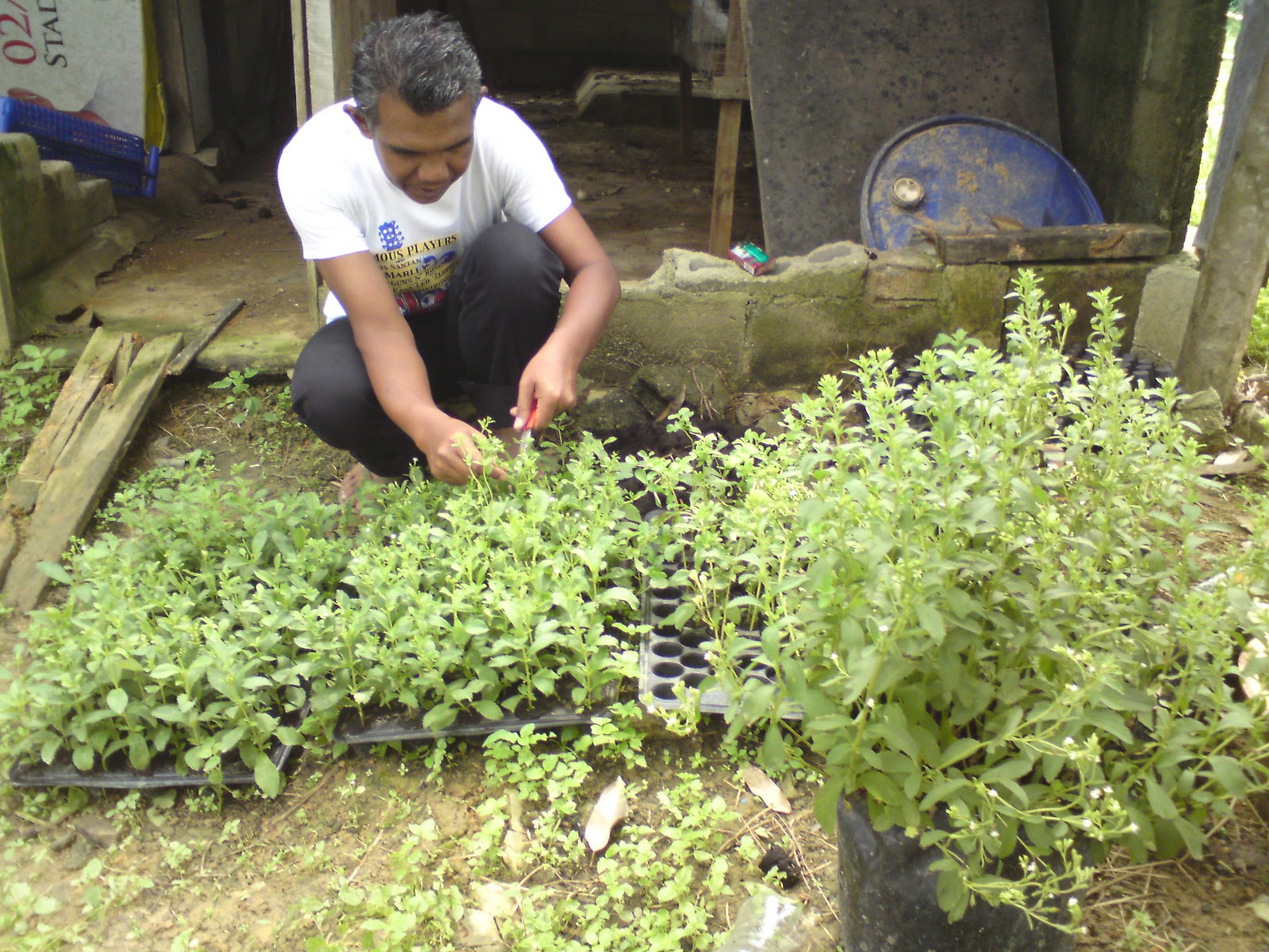 STEVIA REBAUDIANA: TANAMAN STEVIA DI HALAMAN RUMAH DAN DI TANAH TERBIAR