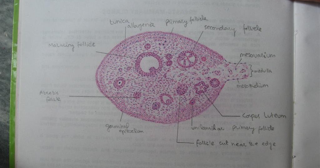 Histology Slides Database: histological diagram of ovary