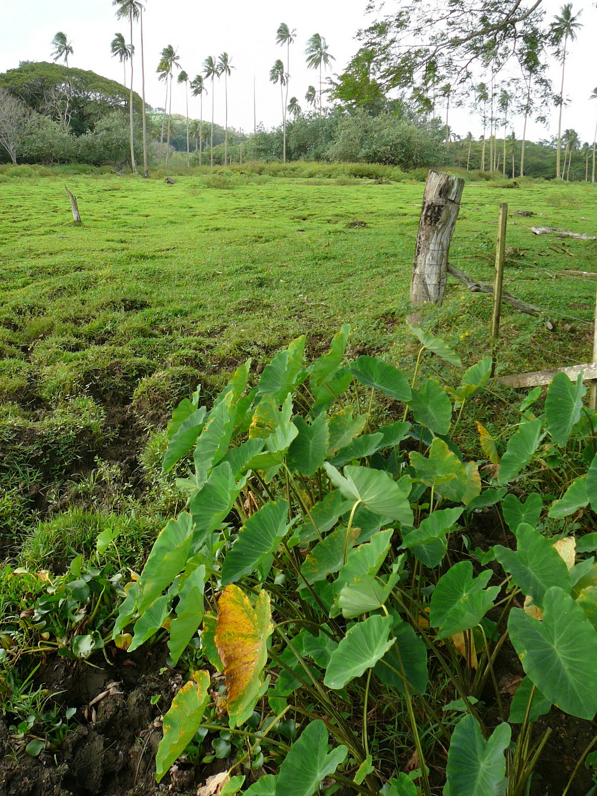 Fiji Plants