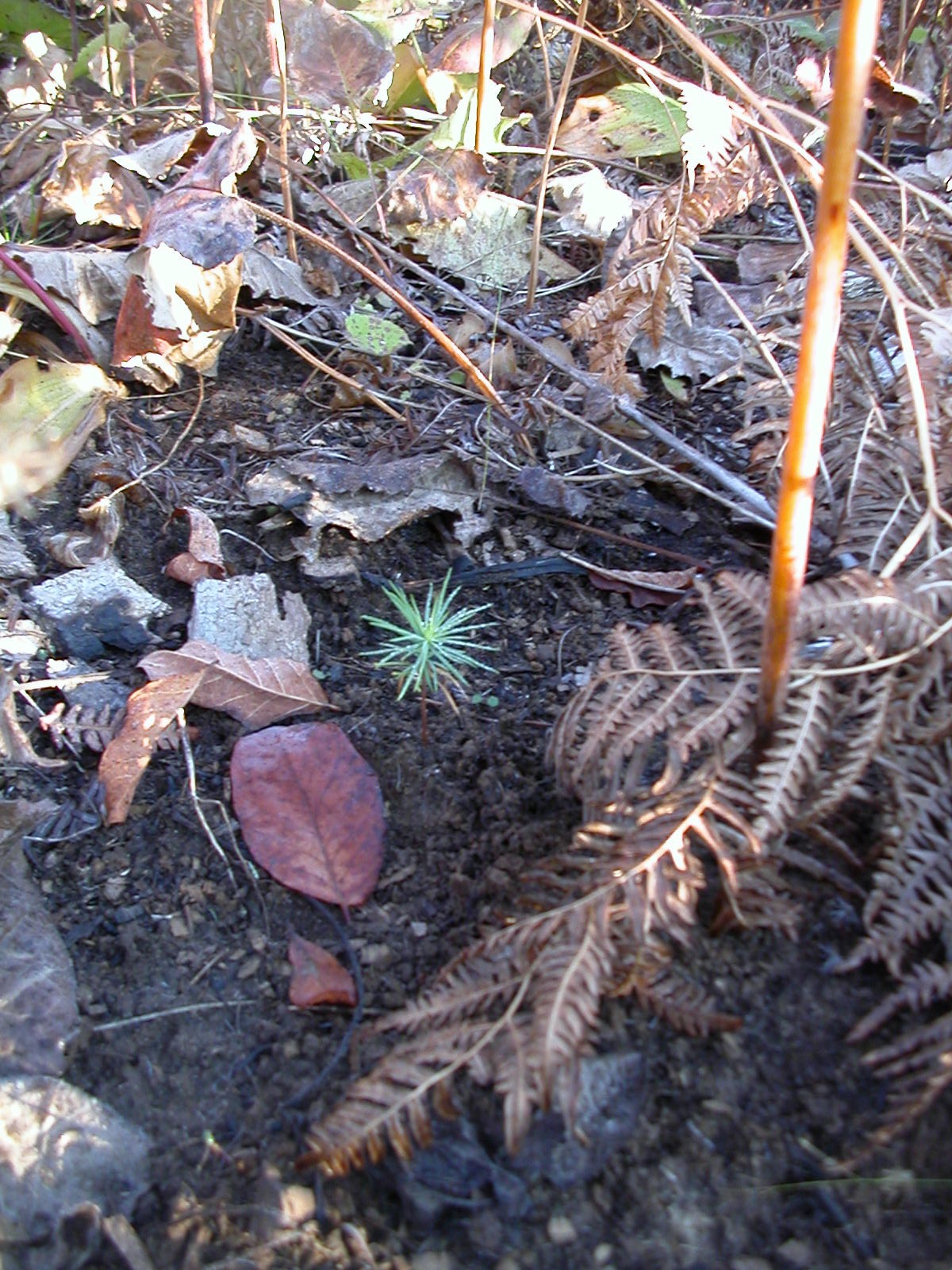 [little+2008+pine.JPG]