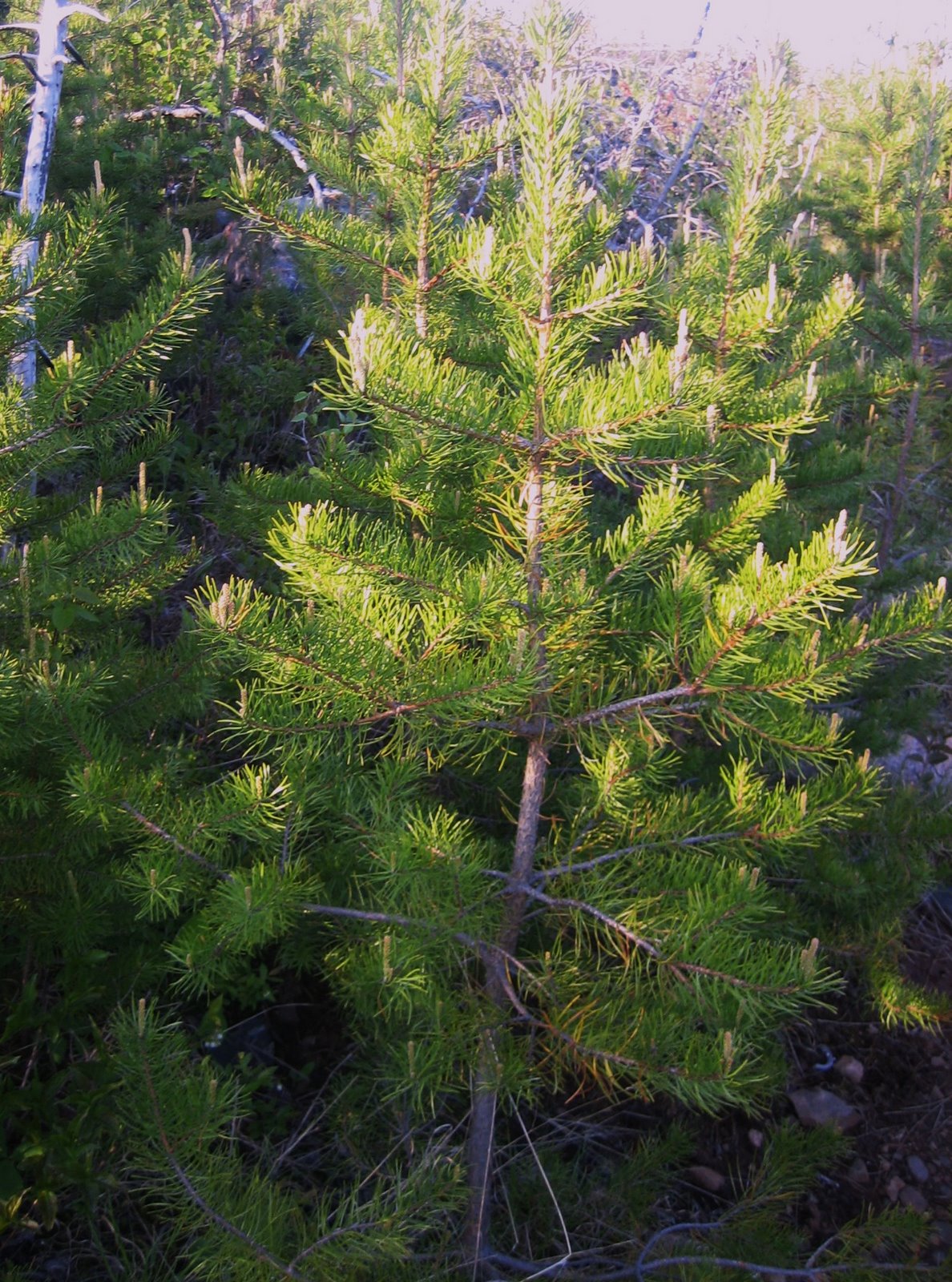 [Red+Pines.JPG]