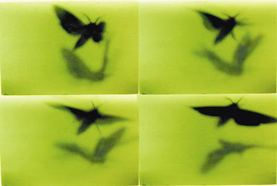 Starn Brothers Photography