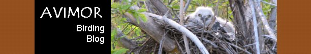 Avimor Birding Blog - Idaho