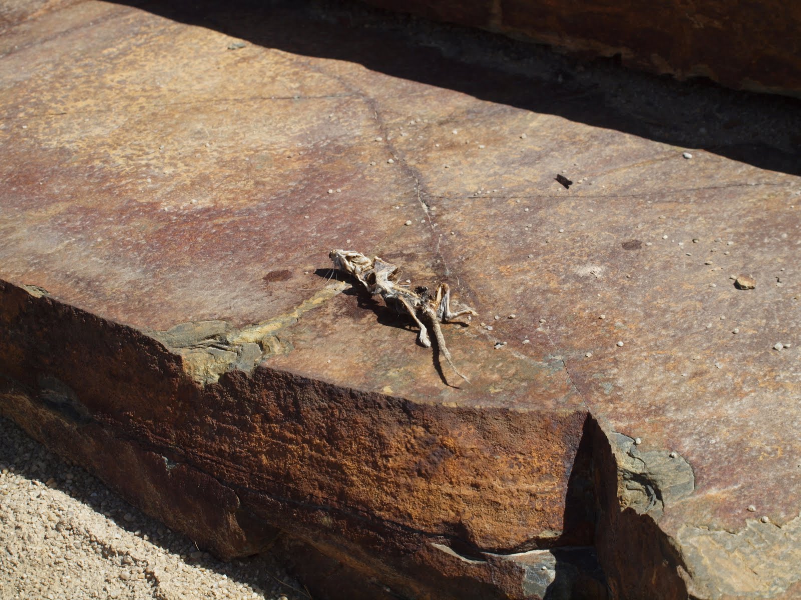 Birding Is Fun! Manmade Habitats for Wildlife