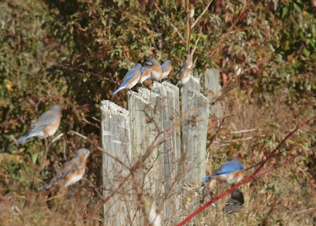 Birding Is Fun!: Eastern Bluebirds