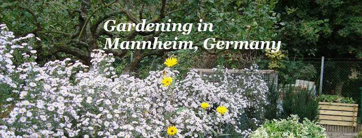 Gardening in Mannheim, Germany