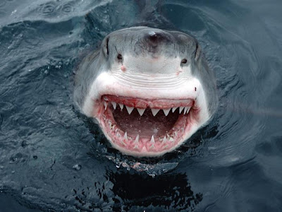 shark-teeth-4.jpg