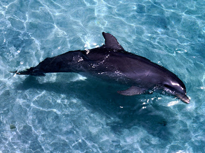 dolphin wallpapers. Dolphin Wallpapers