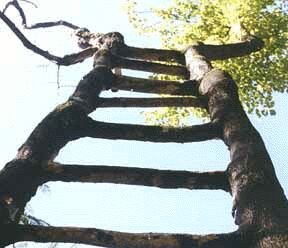 [ladder.bmp]